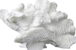 Coral, large fan
