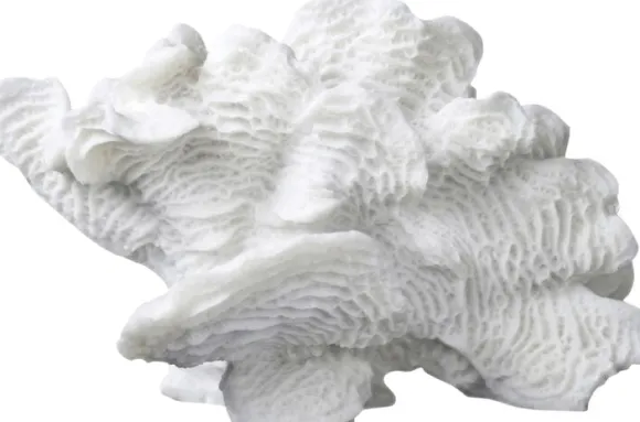 Coral, large fan