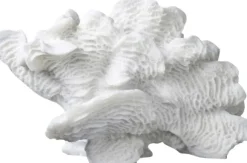 Coral, large fan