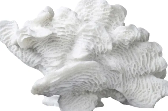 Coral, large fan