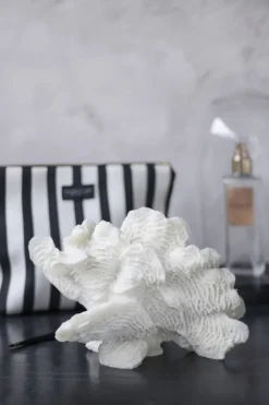 Coral, large fan