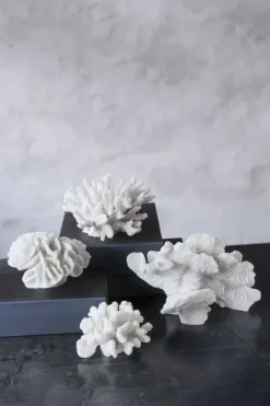 Coral, large fan