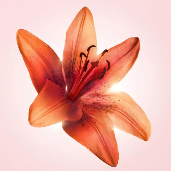 Flowerbomb Tiger Lily EDP