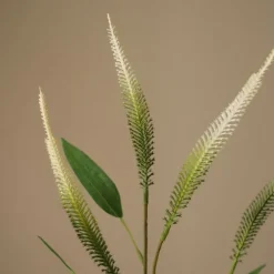 Mini Amaranthus