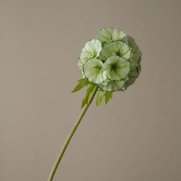 Scabiosa Seed Pod Flower