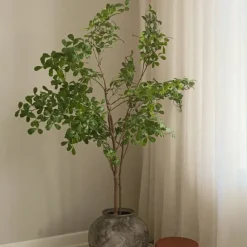 Tropical Almond